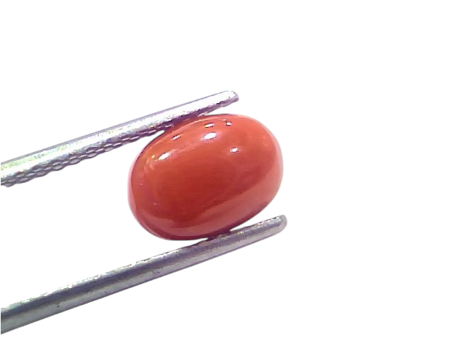 Natural untreated Italian red coral gemstone, 2.48 Ct, 2.72 Ratti, displayed between tweezers on a white background.