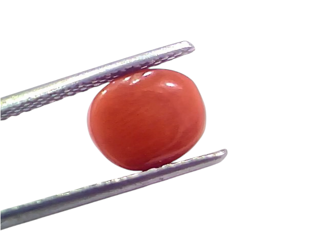 Natural untreated Italian red coral gemstone displayed between tweezers, showcasing its smooth, polished surface and vibrant