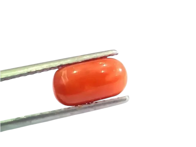 2.57 Ct 2.82 Ratti Natural Italian Red Coral Moonga Gemstone AAAA - Venus Gems
