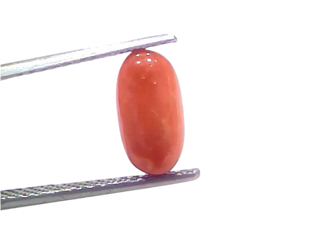 Natural untreated Italian red coral gemstone, 2.55 Ct, 2.80 Ratti, displayed with tweezers against a white background.