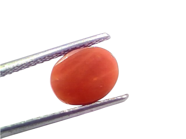 Natural untreated Italian red coral gemstone, 2.80 Ct, 3.07 Ratti, smooth and glossy finish, held with tweezers.
