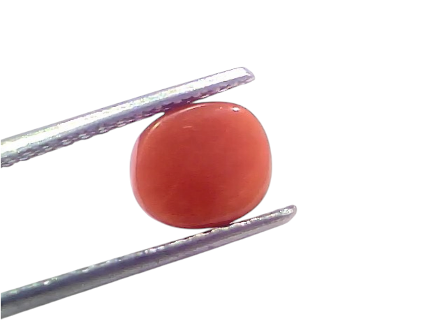 Natural untreated Italian red coral gemstone, 2.50 Ct, 2.74 Ratti, held with tweezers against a white background.