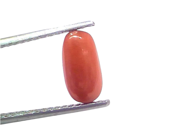 Natural untreated Italian red coral gemstone, 2.47 Ct, 2.71 Ratti, displayed with tweezers on a white background.