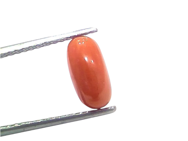 Natural untreated Italian red coral gemstone, 2.79 Ct, oval shape, vibrant orange-red color, held with tweezers.