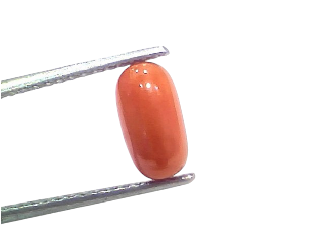 Natural untreated Italian red coral gemstone, 2.35 Ct, 2.58 Ratti, displayed between tweezers on a white background.