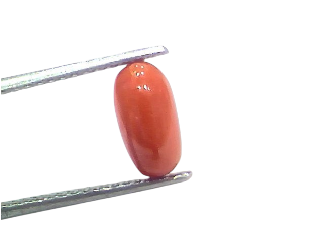 Natural untreated Italian red coral gemstone, 2.47 Ct, 2.71 Ratti, displayed with tweezers on a white background.