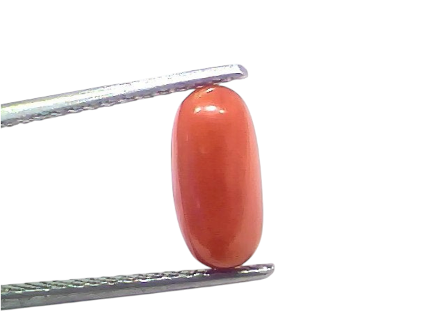 Natural untreated Italian red coral gemstone, 2.79 Ct, oval shape, vibrant orange-red color, held with tweezers.