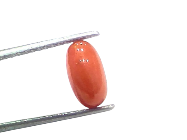Natural untreated Italian red coral gemstone, 2.55 Ct, 2.80 Ratti, displayed with tweezers against a white background.