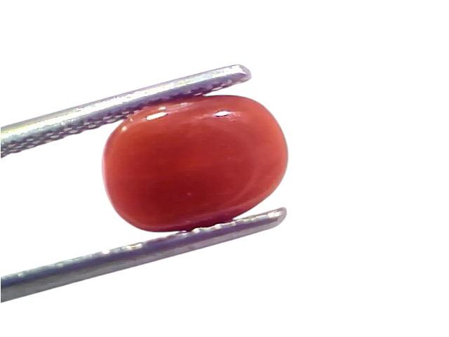 Natural untreated Italian red coral gemstone, 2.72 Ct, displayed with tweezers on a white background.