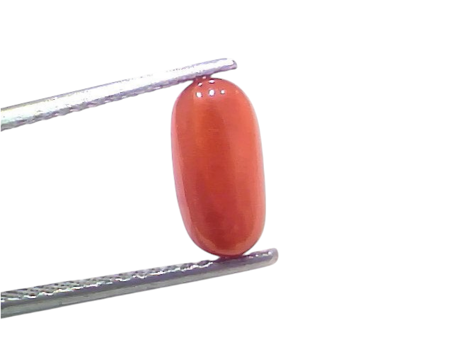 Natural untreated Italian red coral gemstone, 2.76 Ct, oval shape, held with tweezers against a white background.