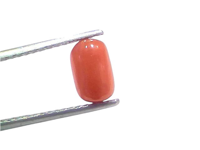 Natural untreated Italian red coral gemstone, 2.15 Ct, displayed between tweezers on a white background.
