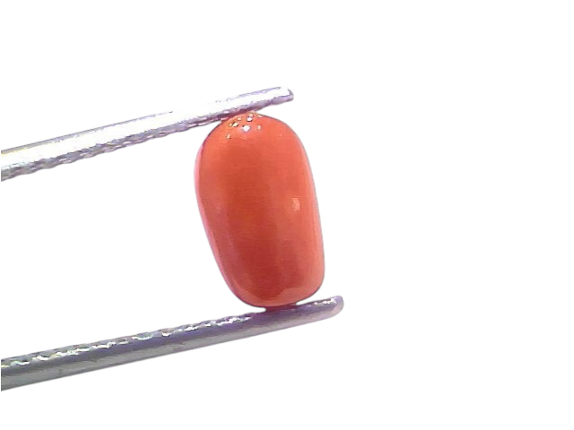 Natural untreated Italian red coral gemstone held with tweezers, showcasing its smooth, oval shape and vibrant orange-red col