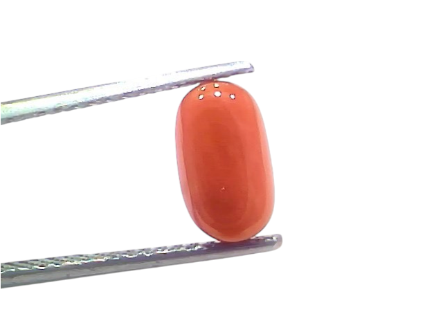 Natural untreated Italian red coral gemstone, 2.67 Ct, 2.93 Ratti, oval shape, held with tweezers against a white background.