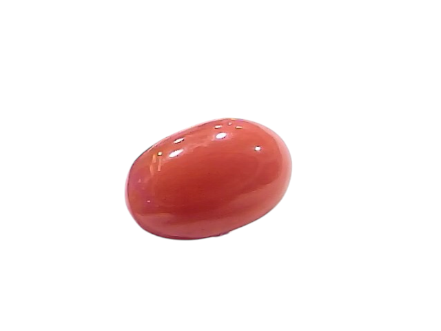 Natural untreated Italian red coral gemstone, 2.47 Ct, 2.71 Ratti, smooth oval shape, held with tweezers.
