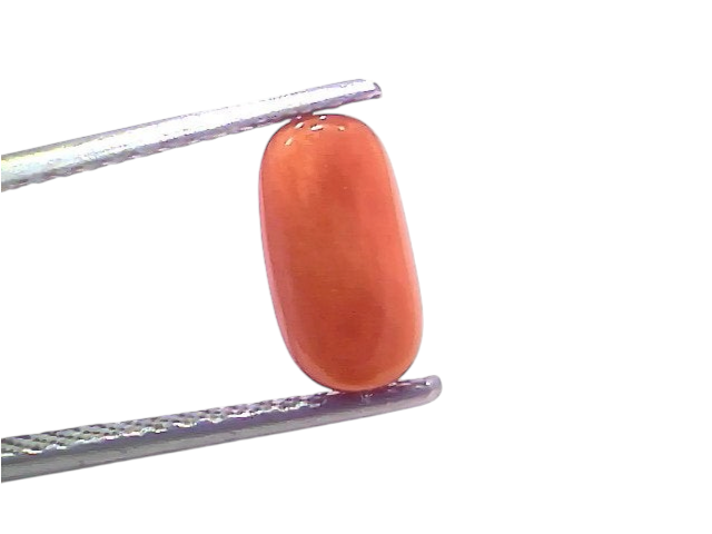 Natural untreated Italian red coral gemstone, 2.35 Ct, 2.58 Ratti, displayed between tweezers on a white background.