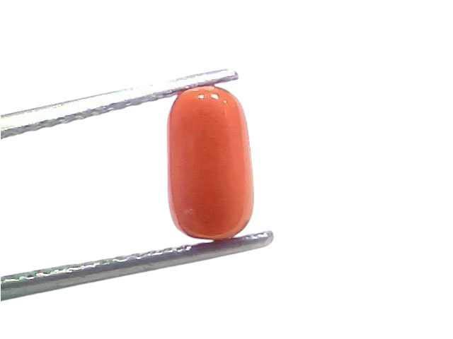 Natural untreated Italian red coral gemstone, 2.30 Ct, 2.52 Ratti, displayed between tweezers on a white background.