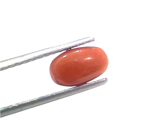 Venus Gems 2.20 carat natural untreated Italian red coral Moonga gemstone with an oval cut and vibrant orangish-red hue
