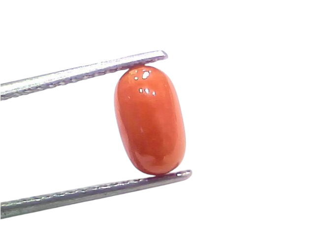 Natural untreated Italian red coral gemstone, 2.67 Ct, 2.93 Ratti, oval shape, held with tweezers against a white background.