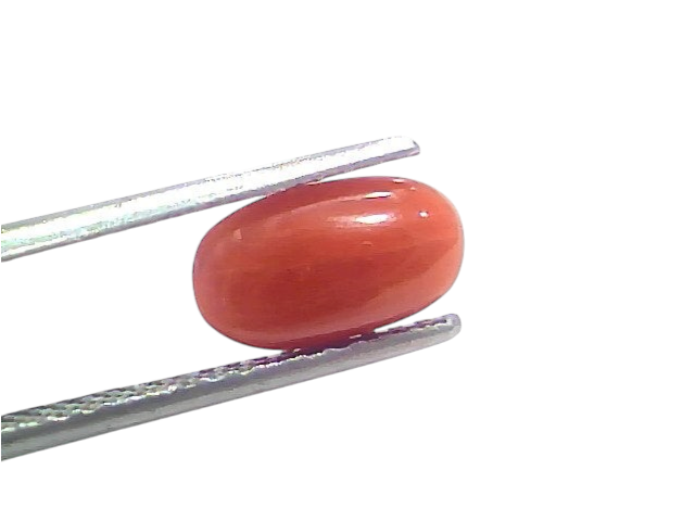 Natural untreated Italian red coral gemstone, 2.42 Ct, 2.65 Ratti, displayed between tweezers against a white background.