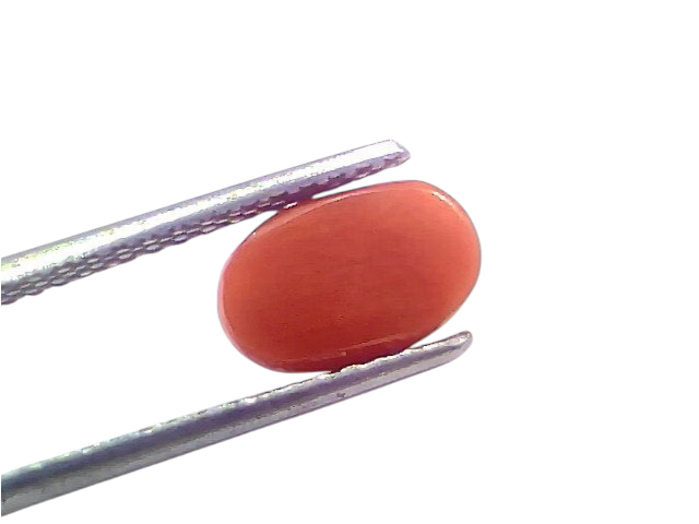 Natural untreated Italian red coral gemstone, 2.47 Ct, 2.71 Ratti, smooth oval shape, held with tweezers.