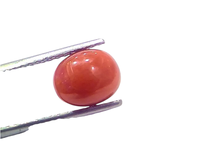 Natural untreated Italian red coral gemstone held between tweezers, showcasing its smooth, polished surface and vibrant orang