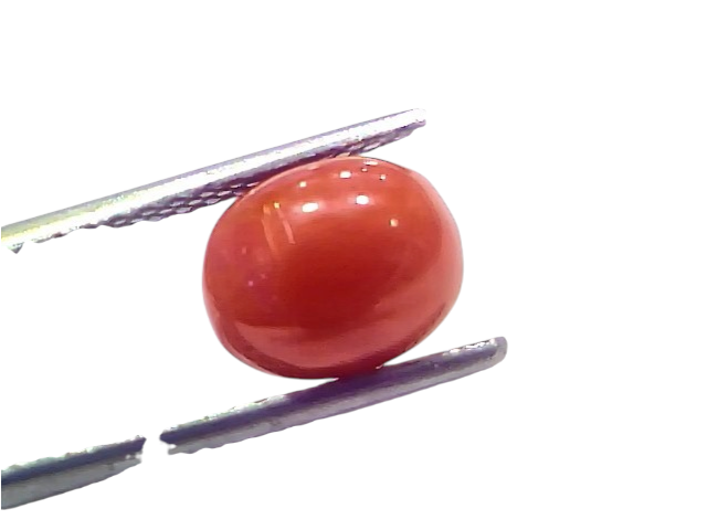 Natural untreated Italian red coral gemstone displayed between tweezers, showcasing its smooth, polished surface and vibrant