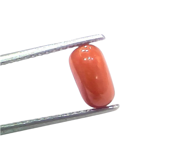 Natural untreated Italian red coral gemstone, 2.30 Ct, 2.52 Ratti, displayed between tweezers on a white background.