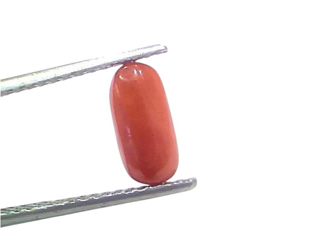 Natural untreated Italian red coral gemstone, 2.25 Ct, displayed between tweezers on a white background.