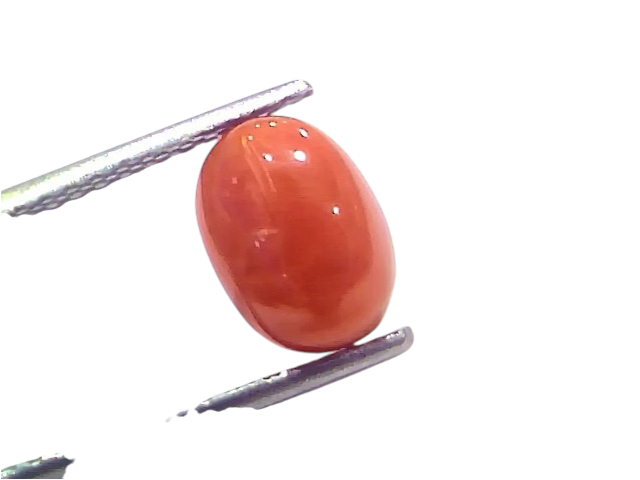 Natural untreated Italian red coral gemstone, 2.65 Ct, oval shape, held with tweezers, vibrant orange-red color.