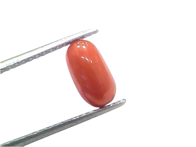 Natural untreated Italian red coral gemstone in oval shape, measuring 2.05 Ct and 2.25 Ratti, held with tweezers.