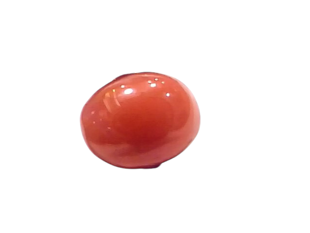 Natural untreated Italian red coral gemstone, 2.80 Ct, 3.07 Ratti, smooth and glossy finish, held with tweezers.