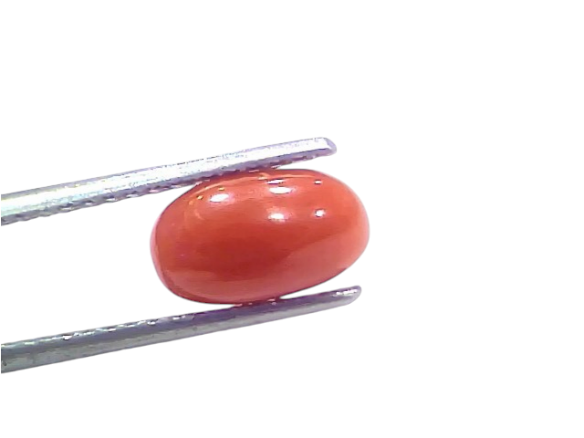 Natural untreated Italian red coral gemstone, 2.42 Ct, 2.65 Ratti, displayed between tweezers against a white background.