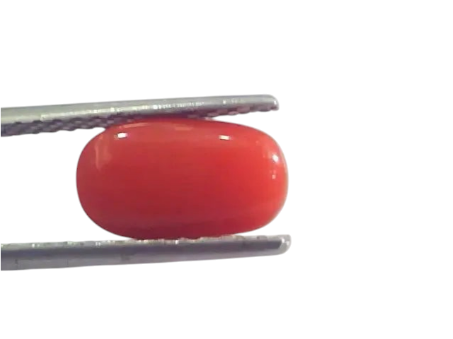 2.58 Ct 2.83 Ratti Natural Italian Red Coral Moonga Gemstone AAAA - Venus Gems