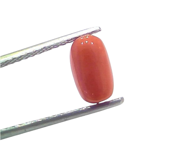Natural untreated Italian red coral gemstone, 2.15 Ct, 2.36 Ratti, displayed between tweezers on a white background.