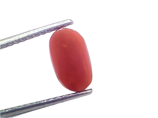 Natural untreated Italian red coral gemstone, 2.73 Ct, 3 Ratti, smooth oval shape, vibrant red color, held with tweezers.