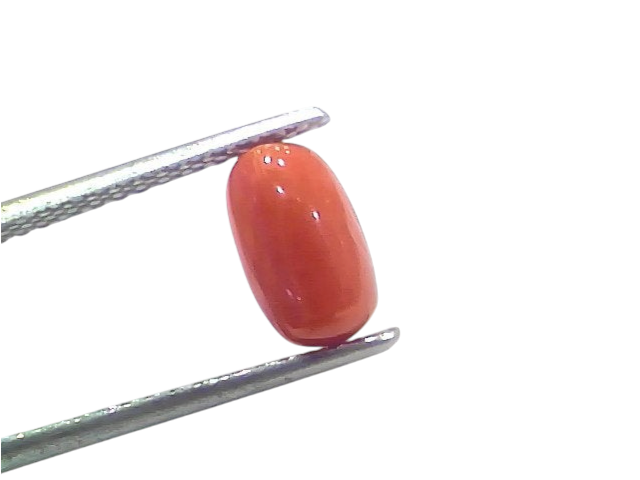 Natural untreated Italian red coral gemstone, 2.15 Ct, 2.36 Ratti, displayed between tweezers on a white background.