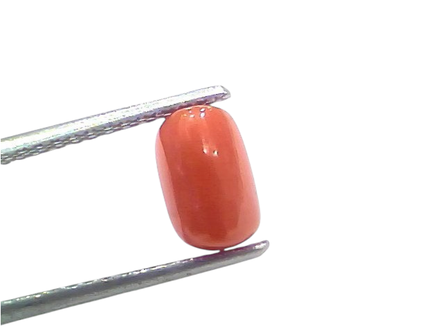 Natural untreated Italian red coral gemstone, 2.15 Ct, displayed between tweezers on a white background.