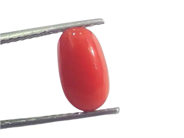 2.58 Ct 2.83 Ratti Natural Italian Red Coral Moonga Gemstone AAAA - Venus Gems