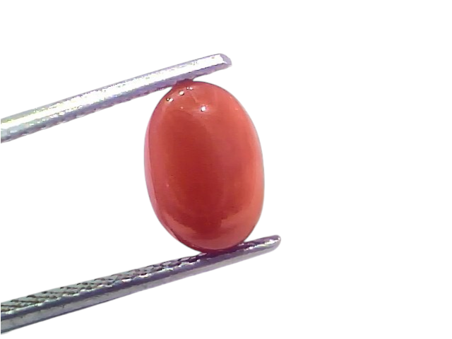 Natural untreated Italian red coral gemstone, 2.75 Ct, 3.02 Ratti, displayed with tweezers.
