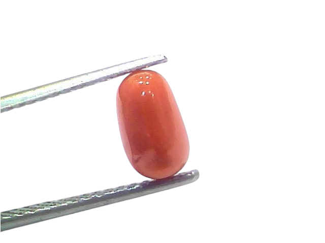 Natural untreated Italian red coral gemstone, 2.02 Ct, displayed with tweezers against a white background.