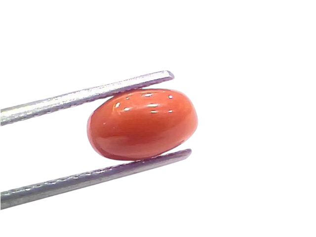 Natural untreated Italian red coral gemstone, 2.20 Ct, displayed with tweezers against a white background.