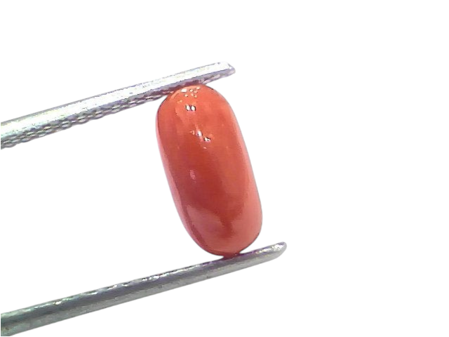 Natural untreated Italian red coral gemstone, 2.25 Ct, displayed between tweezers on a white background.