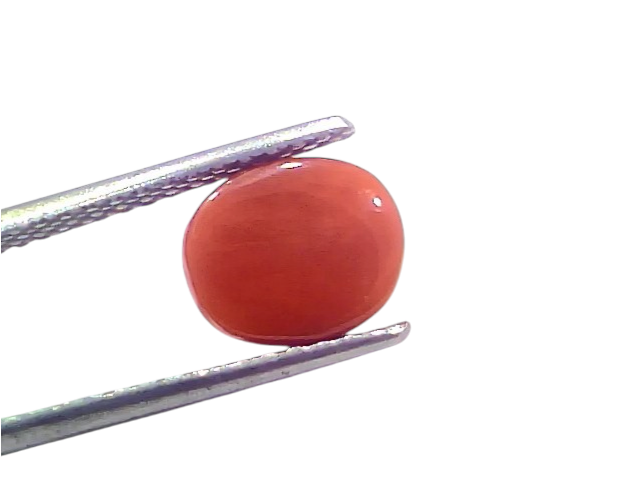 Natural untreated Italian red coral gemstone held between tweezers, showcasing its smooth, polished surface and vibrant orang
