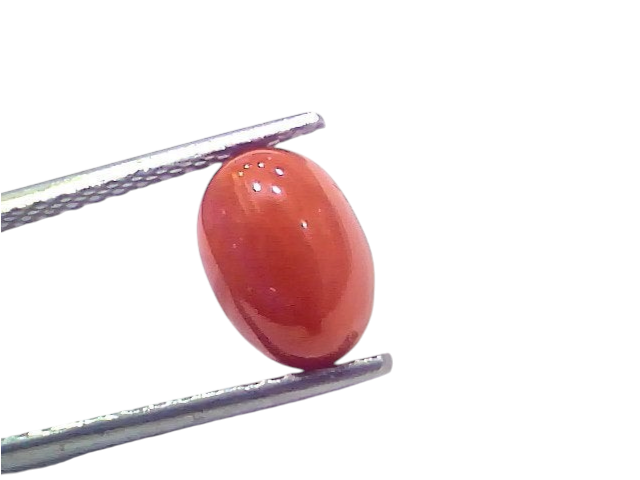 Natural untreated Italian red coral gemstone, 2.75 Ct, 3.02 Ratti, displayed with tweezers.