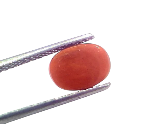 Natural untreated Italian red coral gemstone, 2.48 Ct, 2.72 Ratti, displayed between tweezers on a white background.