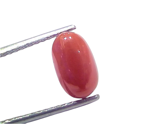 Natural untreated Italian red coral gemstone, 2.73 Ct, 3 Ratti, smooth oval shape, vibrant red color, held with tweezers.