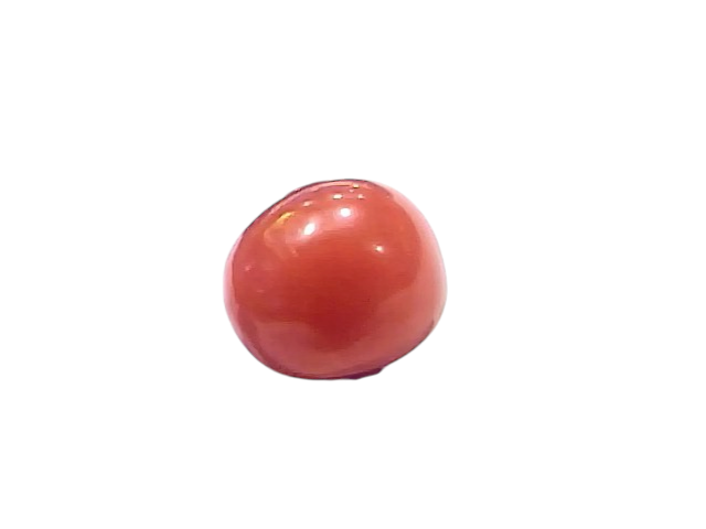 Natural untreated Italian red coral gemstone, 2.50 Ct, 2.74 Ratti, held with tweezers against a white background.