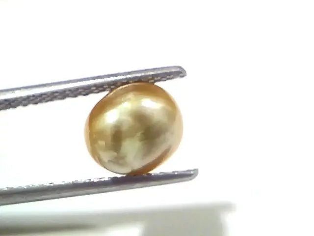 3.00 Ct Certified Natural Venunjula Real Sea Pearl, Real Moti