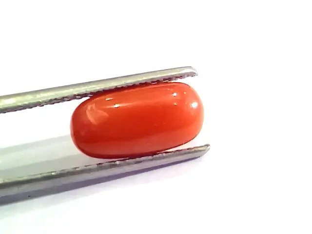 3.02 Ct 5 Ratti Natural Italian Red Coral Moonga Gemstone AA++