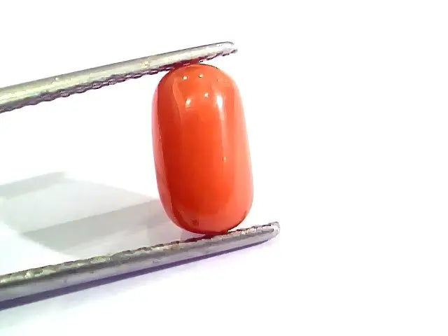 3.02 Ct 5 Ratti Natural Italian Red Coral Moonga Gemstone AAAA